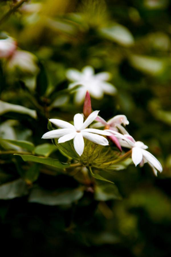 Thaulle Ayurveda - Yala Resort Tissamaharama